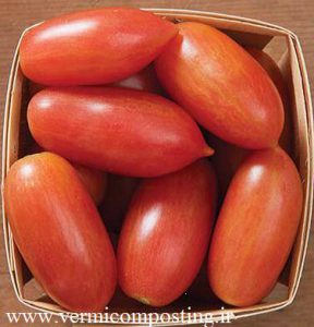 گوجه فرنگی ببر قرمز 