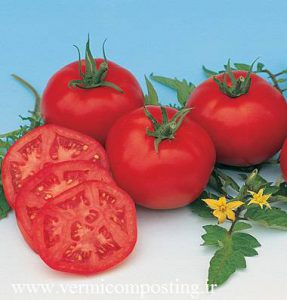 گوجه فرنگی مسکویچ