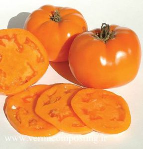 گوجه فرنگی نارنجی والنسیا
