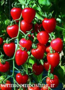 گوجه فرنگی چری قلبی شکل 