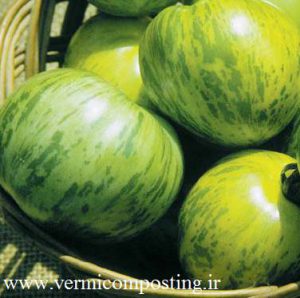 گوجه فرنگی گورخری